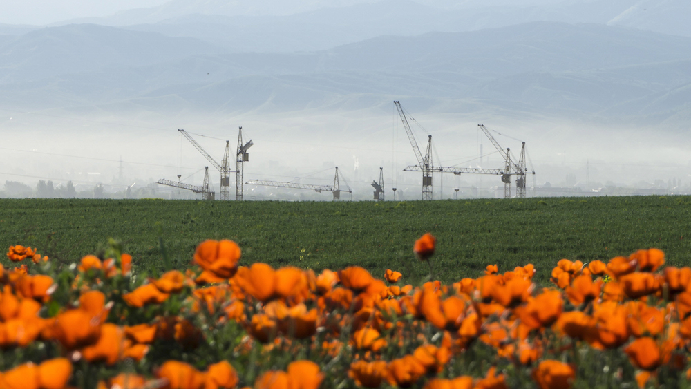 Construction cranes are seen behind a blossoming poppy field at outskirts of Almaty, Kazakhstan, May 14, 2015. REUTERS/Shamil Zhumatov - RTX1CVXG